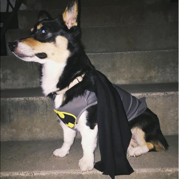 DC Comics Batman Pet Costume (M) - NWT 🐶🐾 - Picture 8 of 11